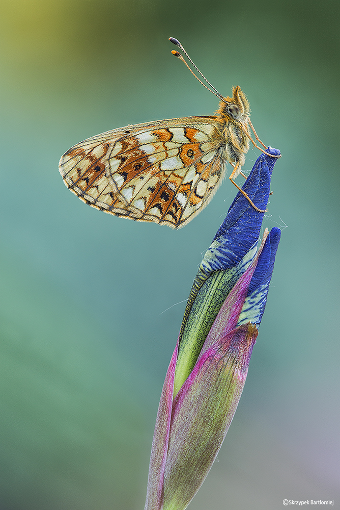 Dostojka selene (Boloria selene)