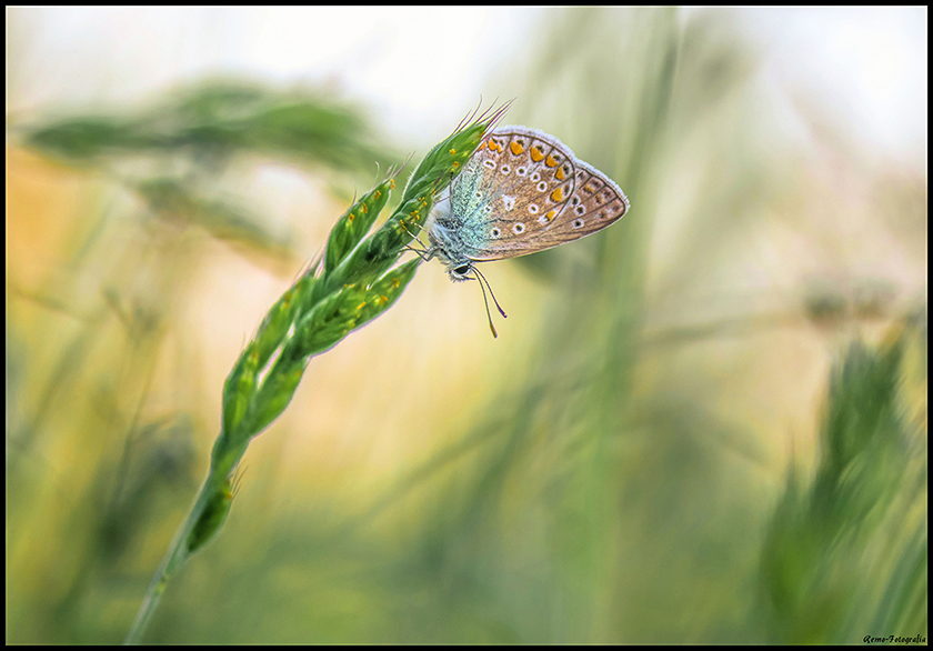 Modraszek Ikar-Polyommatus icarus.