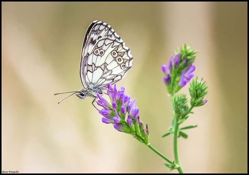 Polowiec Szachownica-Melanargia galathea.