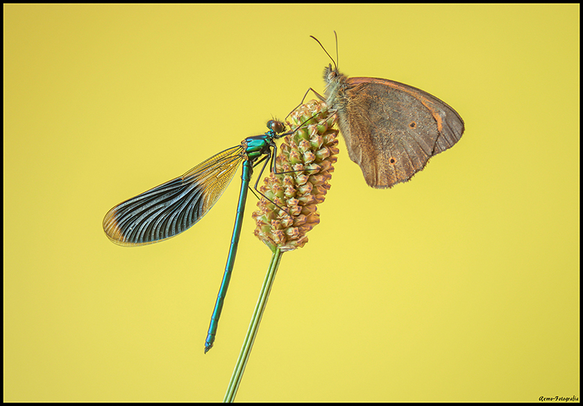 Świtezianka błyszcząca- Calopteryx splendens i Przestrojnik jurtina- Maniola jurtina.