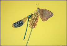 Świtezianka błyszcząca- Calopteryx splendens i Przestrojnik jurtina- Maniola jurtina.