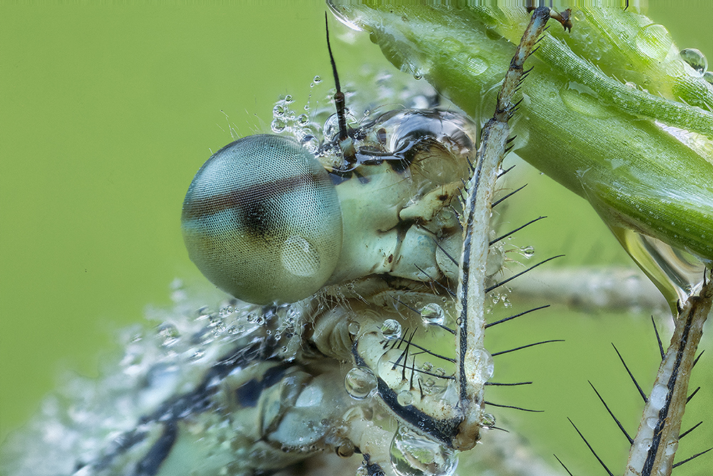Pióronóg zwykły (Platycnemis pennipes)