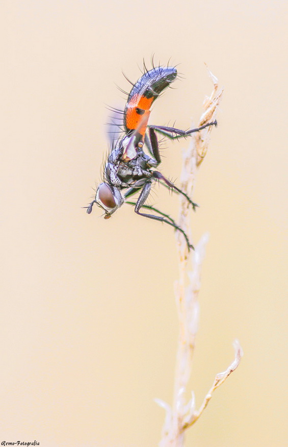 Cylindromyia sp