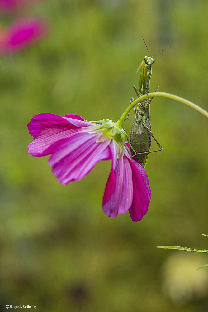 Modliszka zwyczajna (Mantis religiosa)