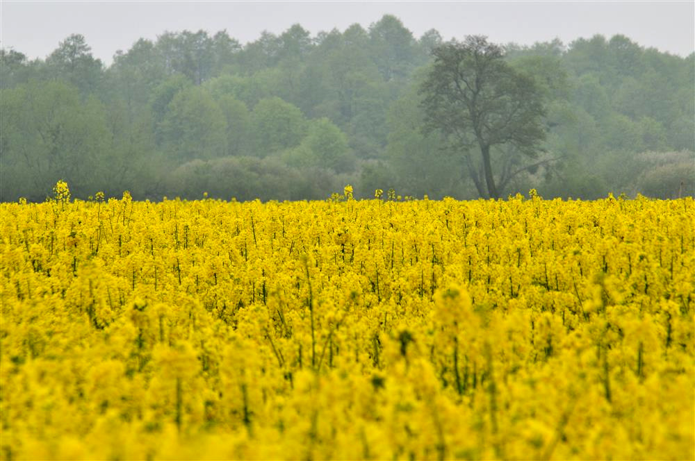 Nad Mątawą.