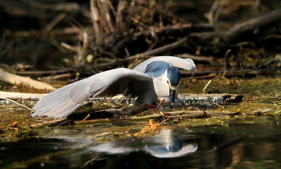 Slepowron - Nycticorax nycticorax