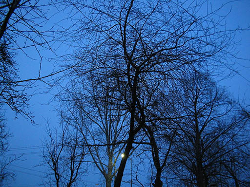 blue night
