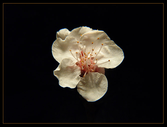 ...Apricot swing...