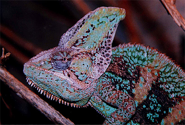 Kameleon