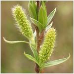 Symetria