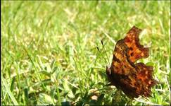 butter-fly