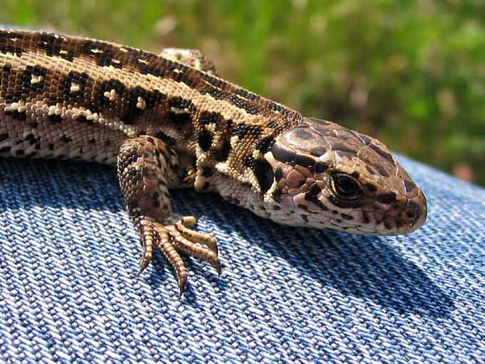 leśnik