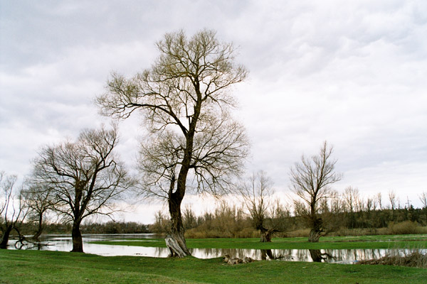 pejzaż z nad Liwca