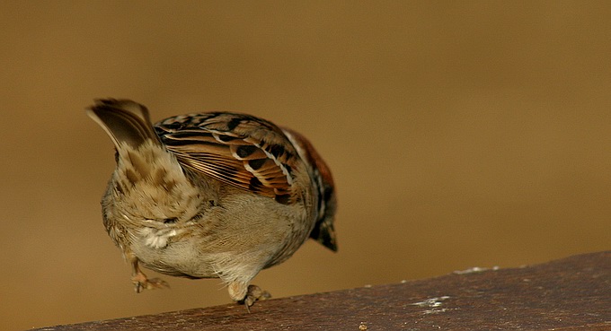 Skok w bok.