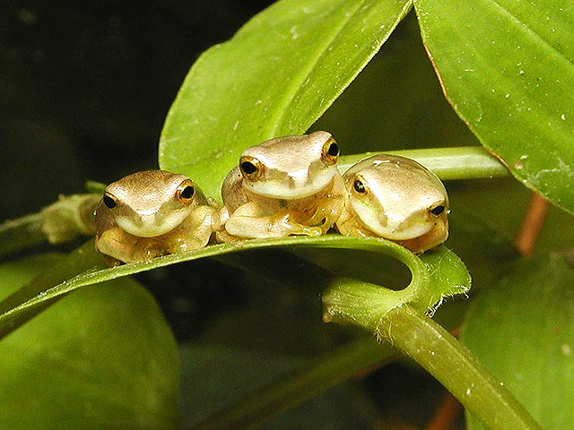 sułek