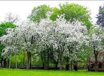 Spring is my love...