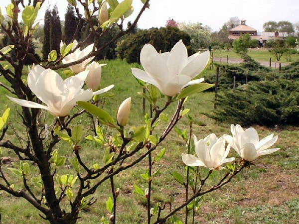 Magnolie w Botaniku