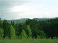 Sherwood