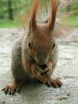 wiewiorka