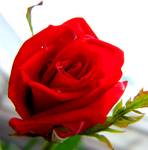 ...::: red rose :::...