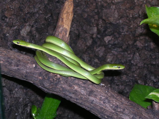 vorax