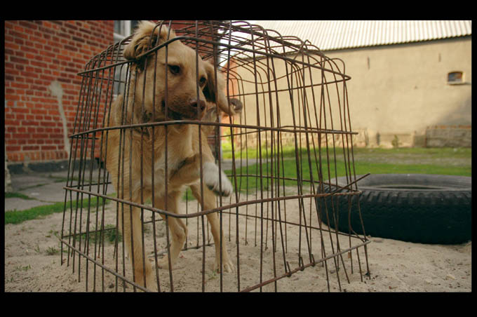 mondo cane