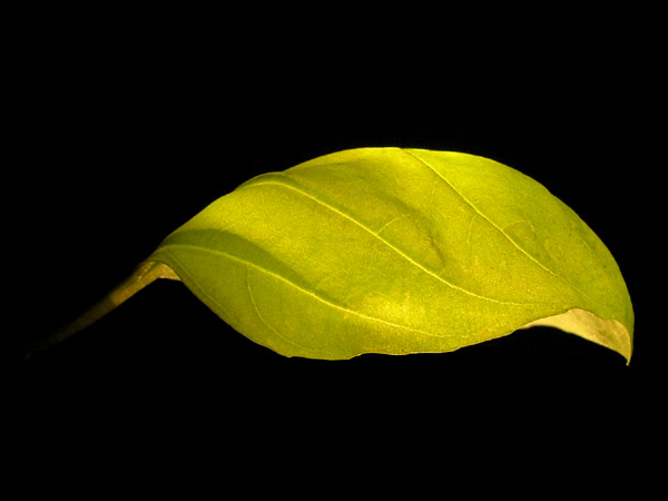 Ocimum basilicum