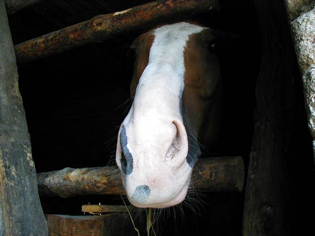 Koń by się uśmiał... !!