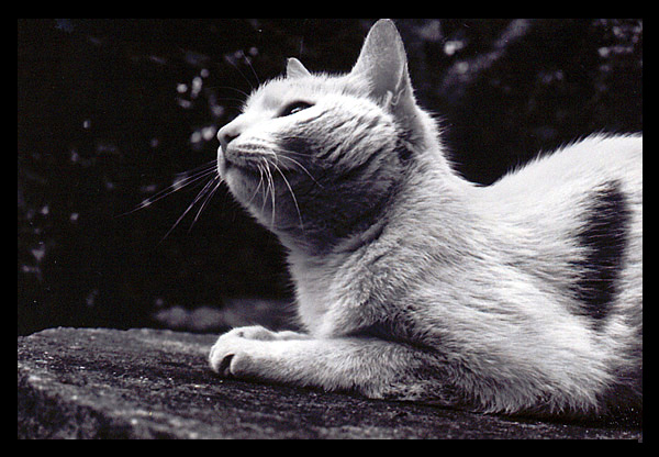 Lucek