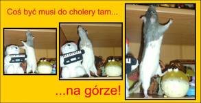 ciekawusek....
