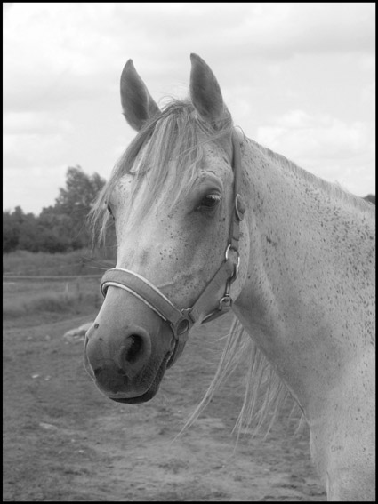 Arabka.