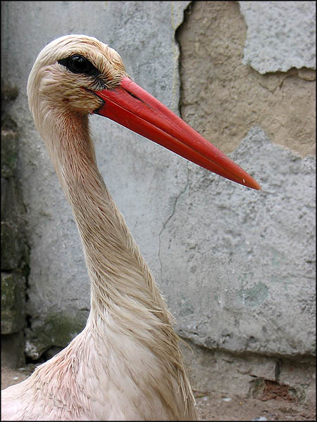 bociek