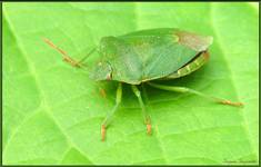 Green...