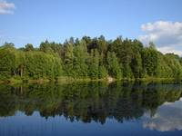 leśny staw
