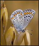 Modraszek agestis (Aricia agestis)