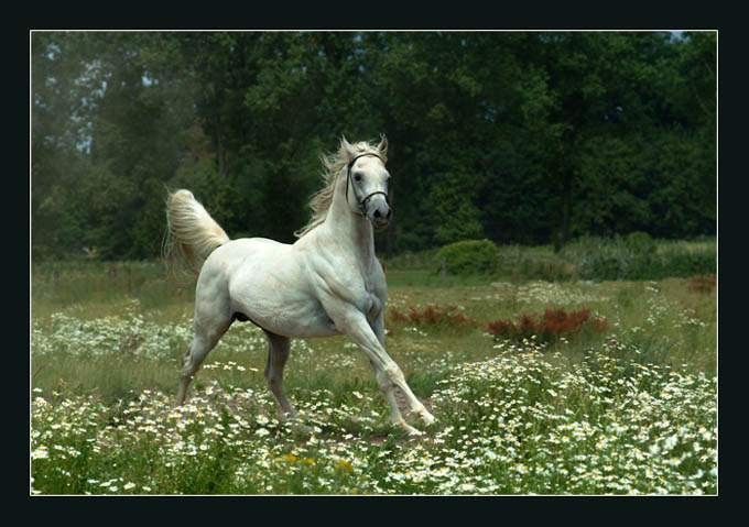 Ronceval