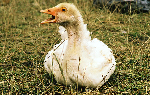 żona irokeza