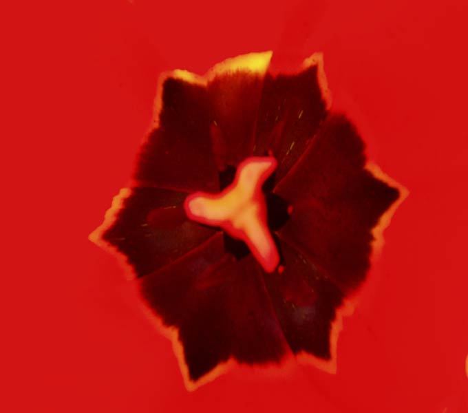 dusza tulipana