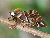 Endromis versicolora