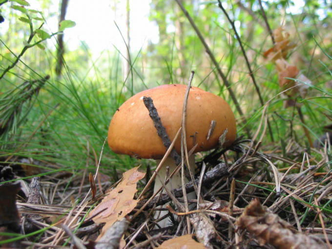 Maslaczek