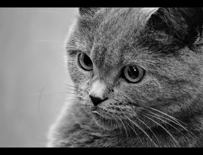 Blusia in b&w #1