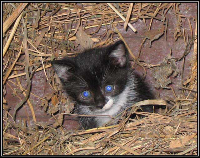 kotek