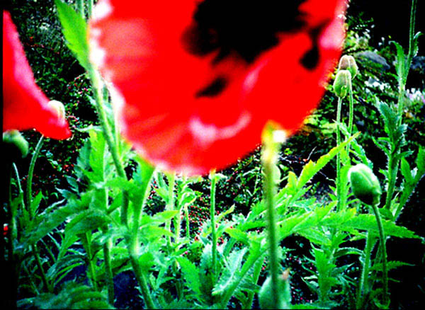 poppy