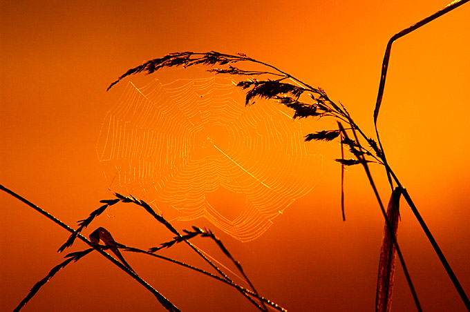 inorange