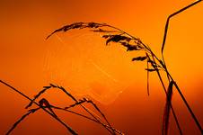 inorange