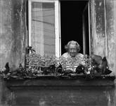 Babcia i gołebie