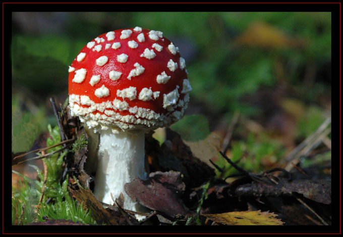 jak to ktoś napisał- kolejny muchomor na plfoto