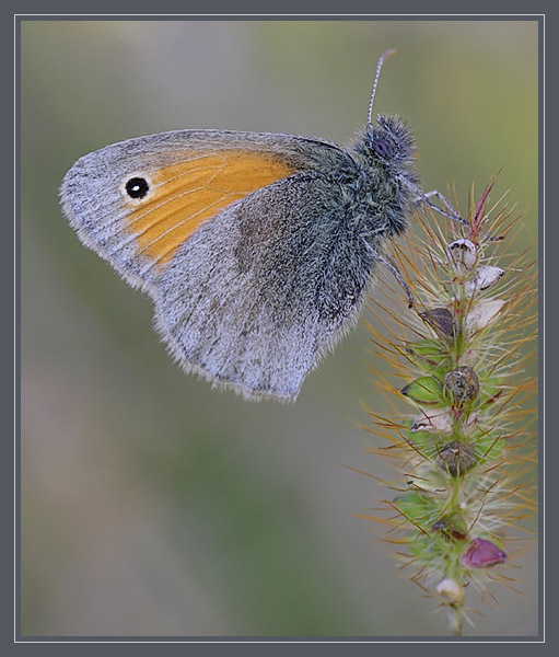 Strzępotek ruczajnik (Coenonympha pamphilus)