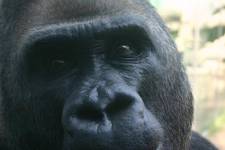 ZOO..1