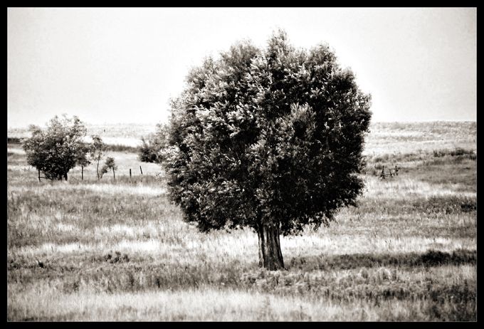 a tree